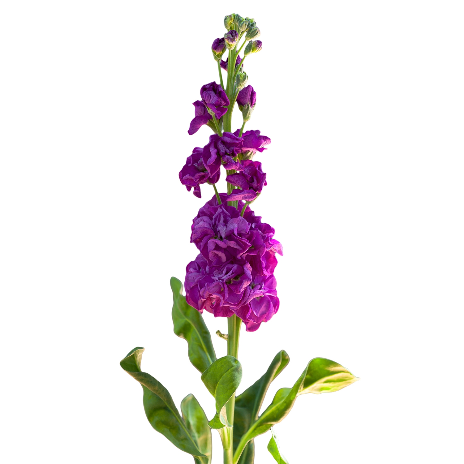 GIROFLEE IRON VIOLET